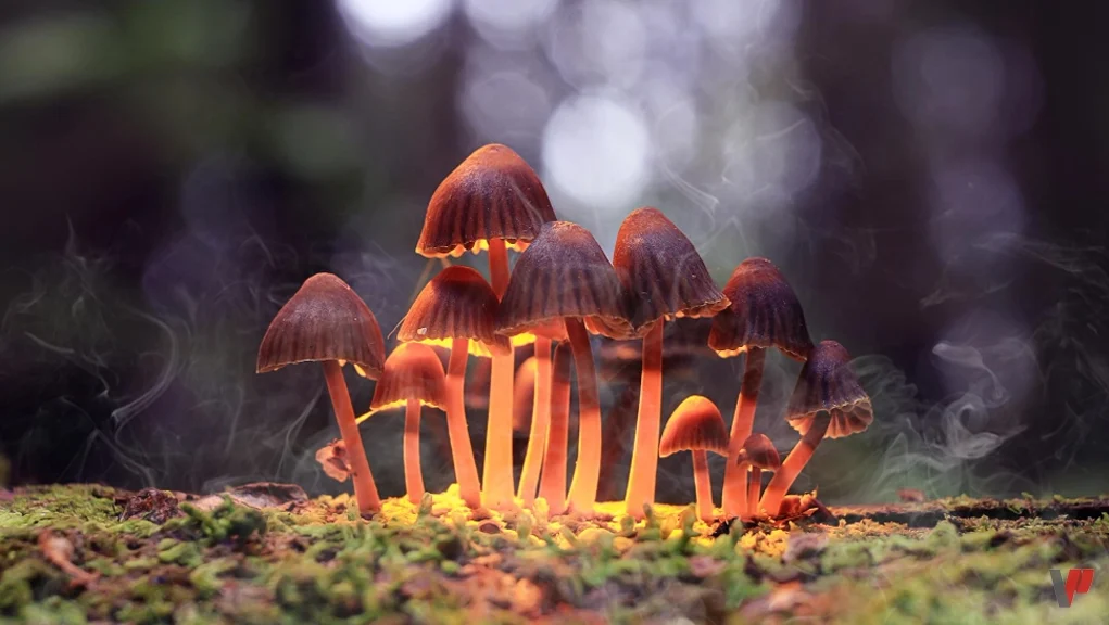 الفطر المهلوس والإقلاع عن التدخين