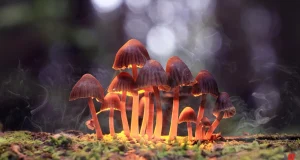 الفطر المهلوس والإقلاع عن التدخين