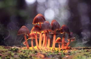 الفطر المهلوس والإقلاع عن التدخين