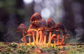 الفطر المهلوس والإقلاع عن التدخين