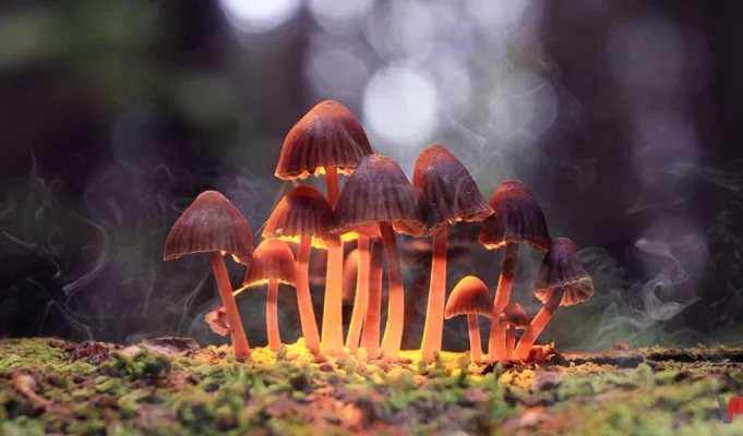 الفطر المهلوس والإقلاع عن التدخين